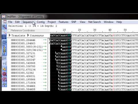 DNASTAR - Editing the Alignment in SeqMan Pro