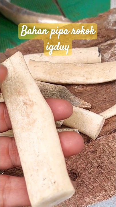 Bikin pipa rokok dari tulang iga duyung. #pengrajin #piparokok #once #tulang @PangatStore
