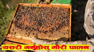 थोरै लगानीमा धेरै आम्दानी गर्न सकिने मौरी पालन व्यवसाय कसरी गर्ने ? हेर्नुहोस भिडियो || bee farming