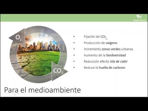 Video: Plan de jardín Hell Strip: consejos para crear jardines de vegetales en la franja de estacionamiento