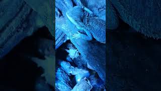 Zard N Techno From A Grand 67 Year Old