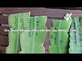 Propagation orchid cactus from leaves  cch trng nht qunh t l