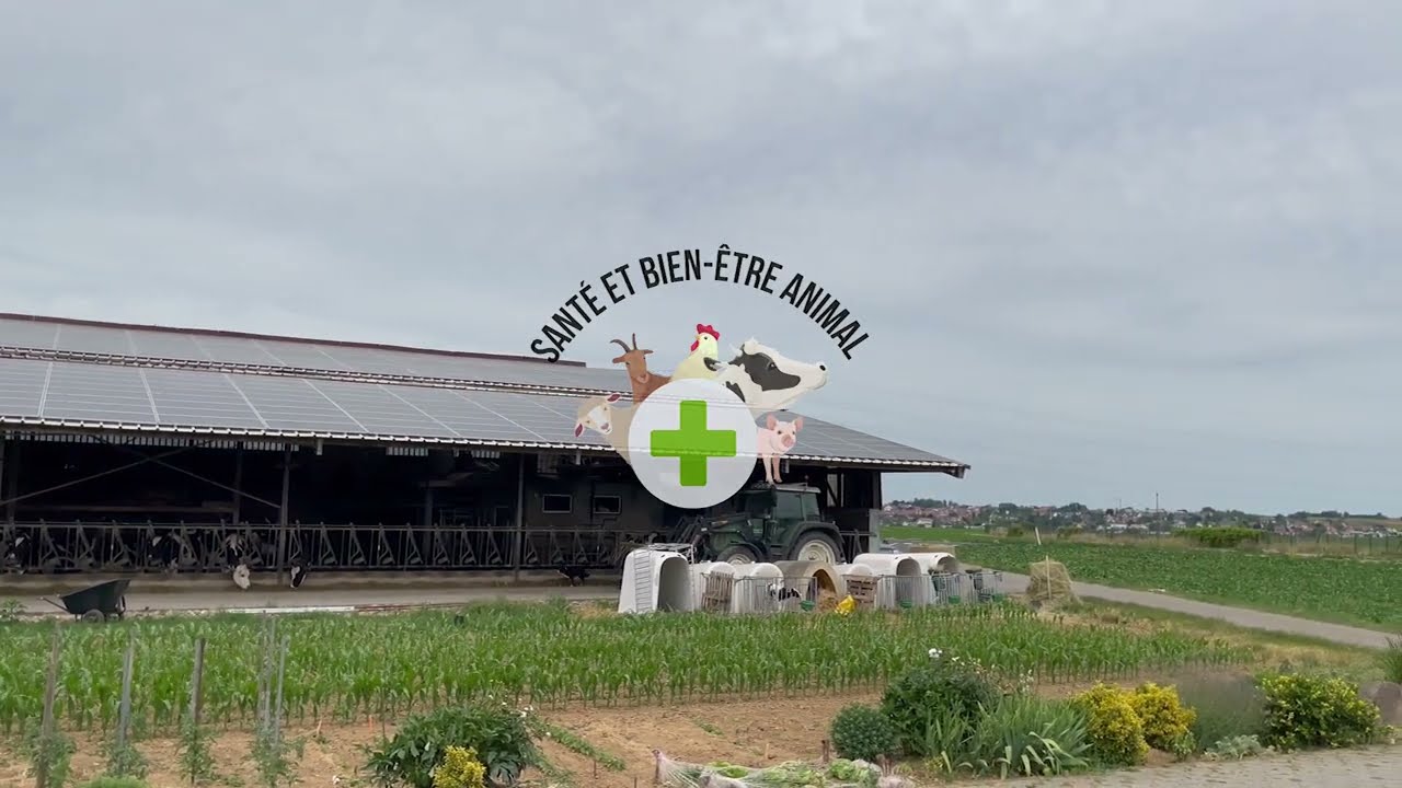 🇳🇱🐄 Ces HOLLANDAIS construisent une MAGNIFIQUE FERME LAITIÈRE en FRANCE  ! 🇫🇷 