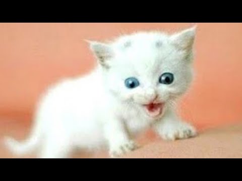 KEDİ ÇAĞIRMA SESİ