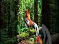 Rooster Morning Call 🐓🐔#rooster #chicken #cock