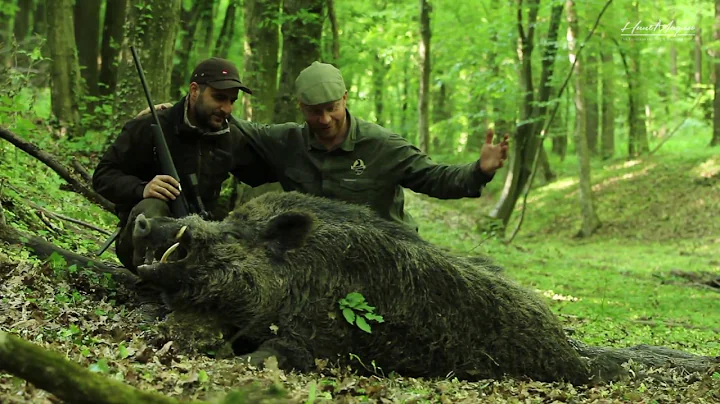 Wild Boar Stalking in Hungary - Massive Gold Medal Tusker