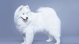 How to Train Your Samoyed to Be an Effective Guard Dog by Samoyed USA 510 views 2 months ago 3 minutes, 39 seconds