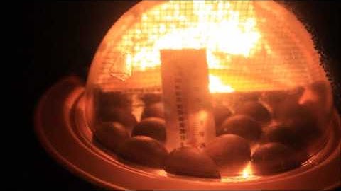 Button Quail Egg Incubation with Chickbator