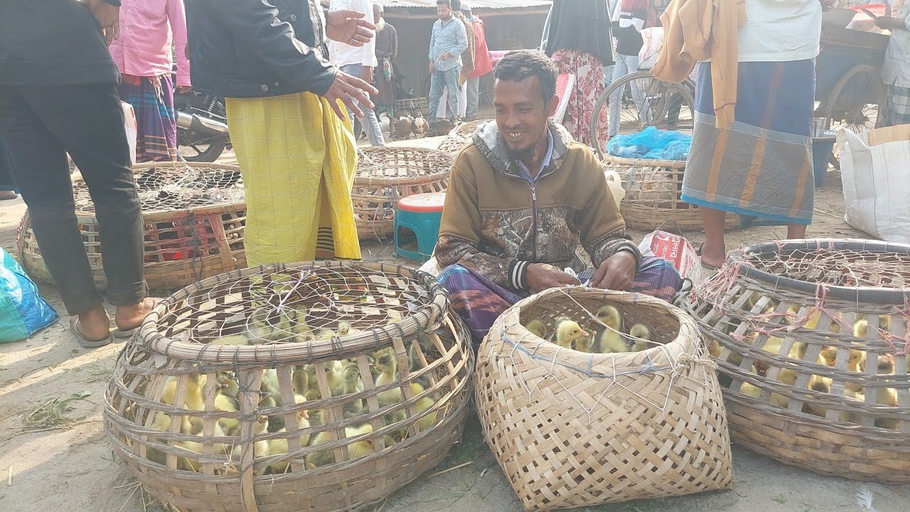 রাজহাঁসের বাচ্চার দাম ২০২৫ | বগুড়া ধাপেরহাট থেকে রাজহাঁসের বাচ্চার দরদাম জানুন
