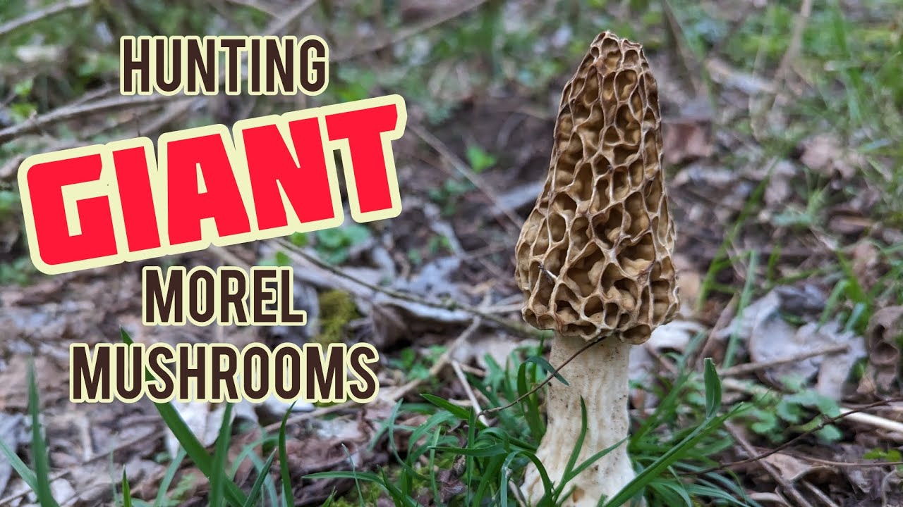 Hunting GIANT Morel Mushrooms!!