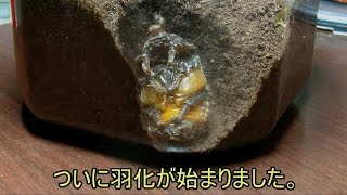 [HD] カブトムシ 幼虫飼育 ④羽化