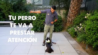 Haz que tu perro te preste atención de forma rápida