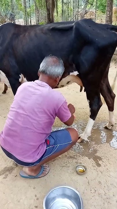 meri-gai-doodh-deti-h-youtube-youtubeshorts-cow-milk-doodh-viral