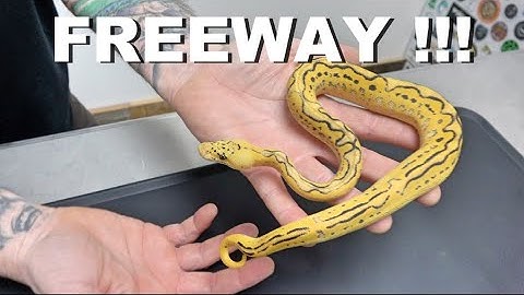 **Featured Morph ** Freeway Ball Python !! 2021