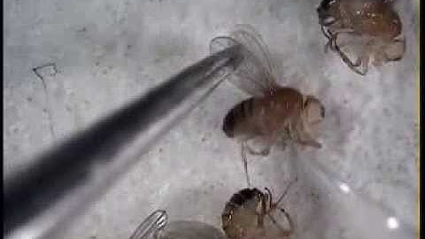 Injecting Drosophila Melanogaster