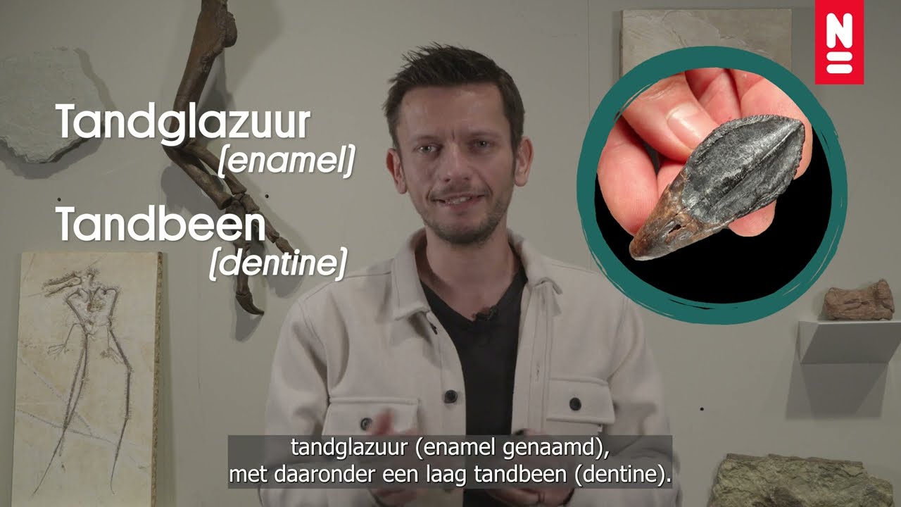 Explainer: ook Triceratops is wat ie eet!