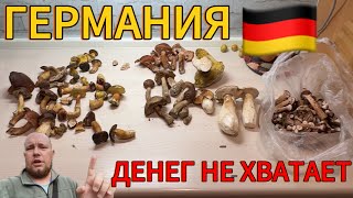 видео: ДЕНЕГ НЕТ!!! ВЫЖИВАЕМ КАК МОЖЕМ В ГЕРМАНИИ | ГРИБЫ В ГЕРМАНИИ | ЖИЗНЬ В ГЕРМАНИИ  картинка: ДЕНЕГ НЕТ!!! ВЫЖИВАЕМ КАК МОЖЕМ В ГЕРМАНИИ | ГРИБЫ В ГЕРМАНИИ | ЖИЗНЬ В ГЕРМАНИИ