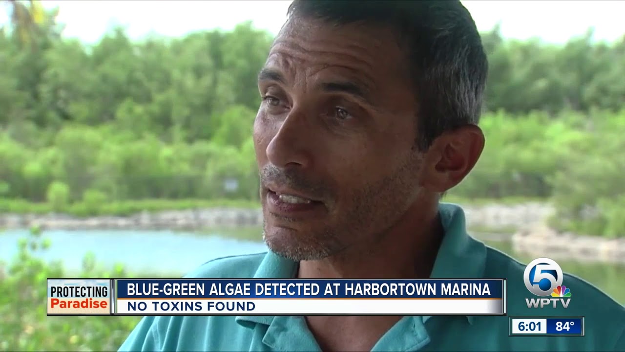 vero beach weather Blue-green algae detected at Harbortown Marina