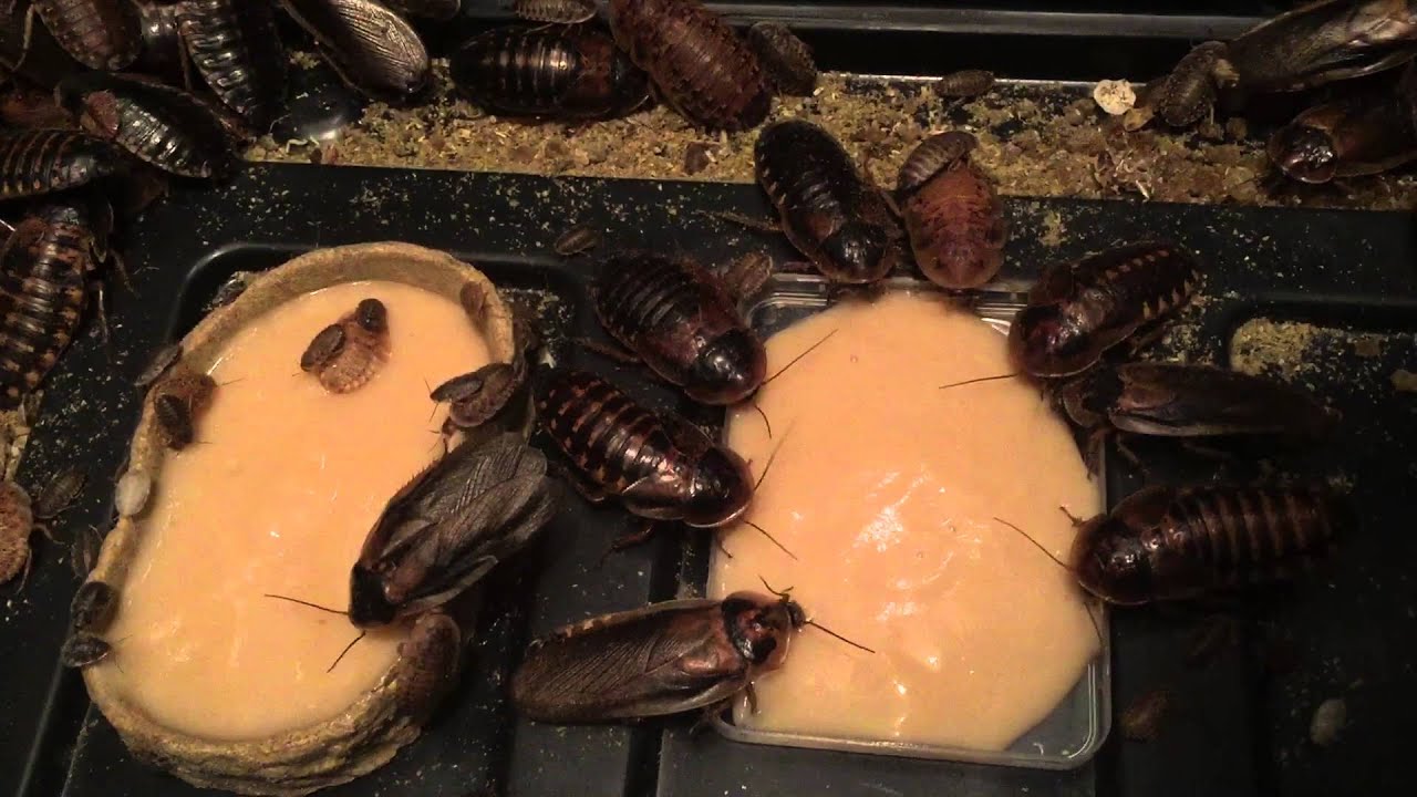 Dubia Roaches Youtube