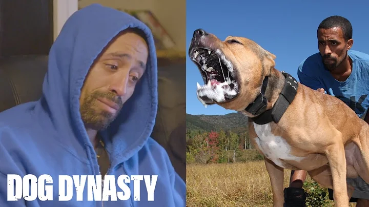 RIP Ace: Super Pitbull Killed In Horror Attack | DOG DYNASTY