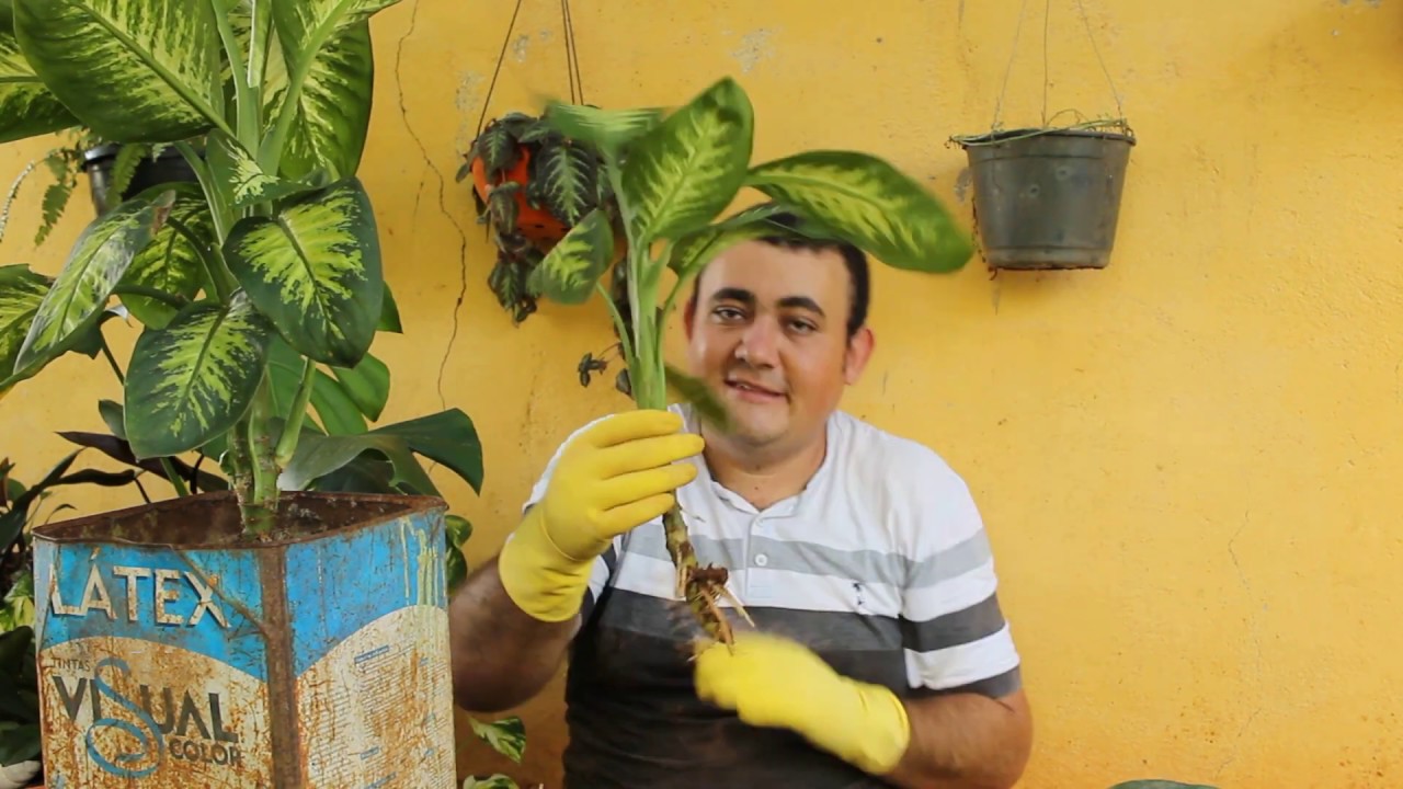 Como tirar mudas de Comigo Ninguem pode e dicas de cuidados