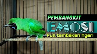 🔴 PEMBANGKIT EMOSI || CUCAK IJO GACOR JAMTROK FULL TEMBAKAN NGERI