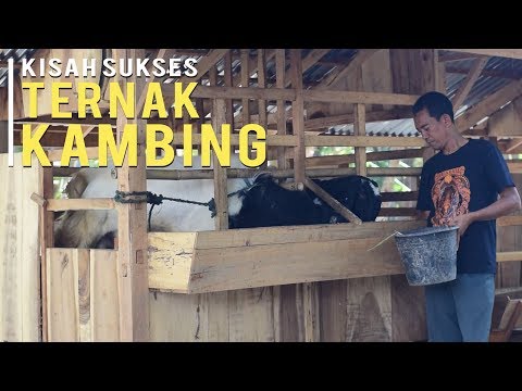 Video: Cara Beternak Kambing