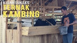 Cara Sukses Ternak Kambing Tanpa Ngarit dan Untung Berlipat Ganda - Durasi: 16.00. 