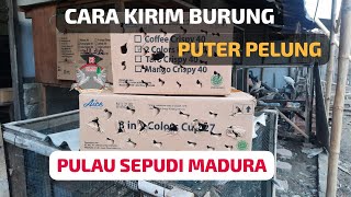 Cara Pengiriman Burung Puter Pelung Ke Pulau Sepudi Madura #tekukurindonesia #bisnisanakmuda