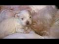 Maltese Puppies - 2 Weeks Old! (in HD)