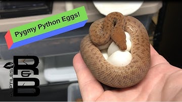 We got Eggs from the worlds smallest python!