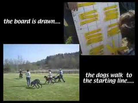 Gone to the Dogs - SDCA National Specialty 2007 Pa...