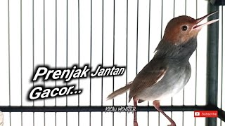 Download lagu Prenjak Jantan Gacor mp3