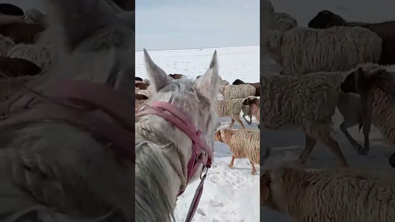 койлар Әлемі в прямом эфире!