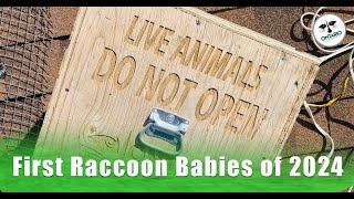 First Raccoon Babies of the 2024 Removed