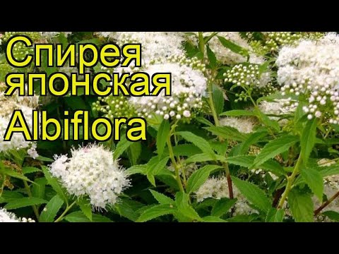 Спирея японская Альбифлора. Краткий обзор, описание характеристик spiraea japonica Albiflora