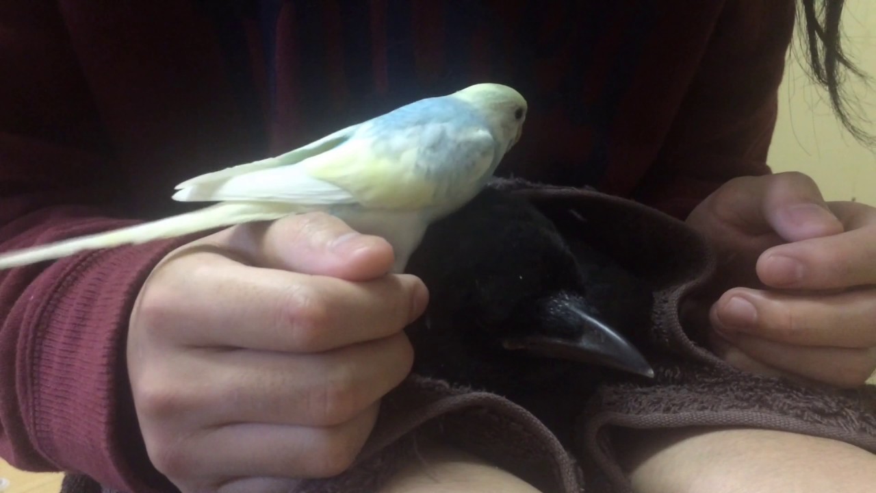 カラスとインコ仲を深める 1 Youtube