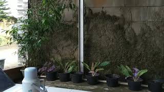 Download Lagu cermin pulosari Aki Aki maung Download Lagu cermin pulosari Aki Aki maung