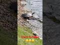 Giant Tortoise😮😮 at the lake Woodlands