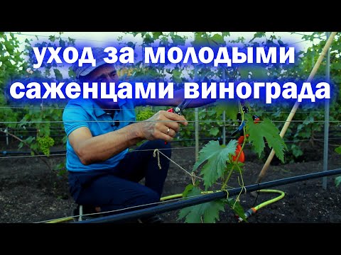 Уход за молодыми саженцами винограда.