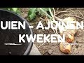 Uien kweken van zaaien tot oogsten