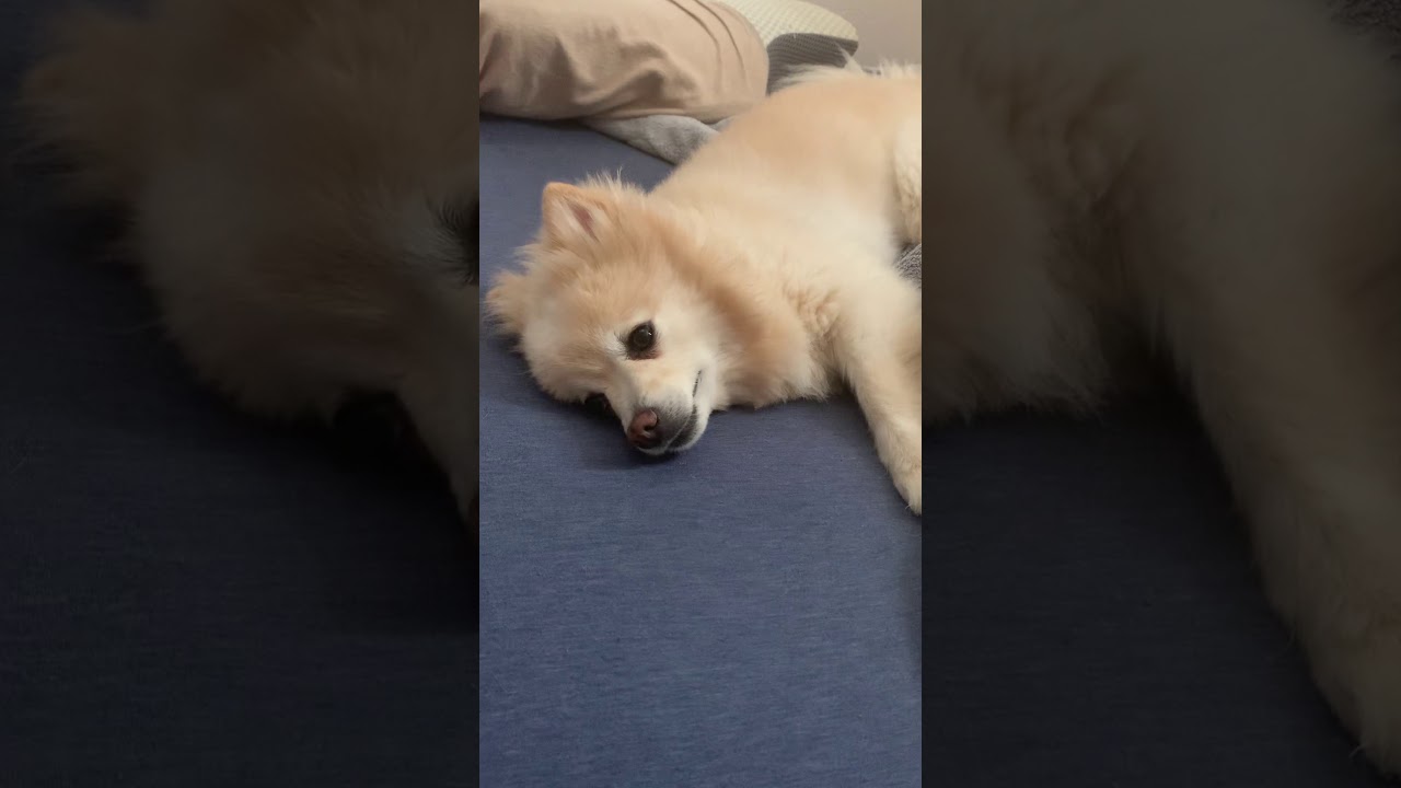 ただただ かわいい癒し わたあめ犬 Youtube ただただ かわいい癒し わたあめ犬 Youtube