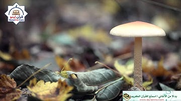سورة النساء - القران الكريم بصوت توفيق الصايغ