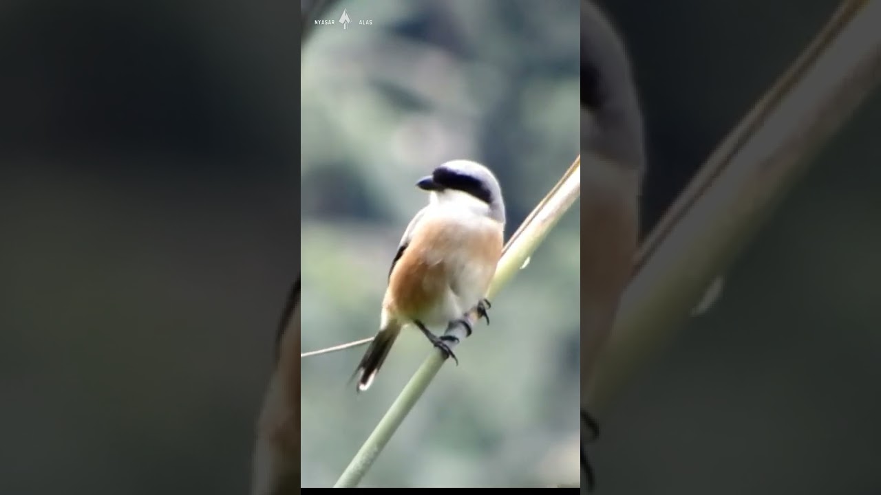 Burung Berayun di pucuk batang bambu, Bentet kelabu/Long-tailed Shrike(Lanius Schach)