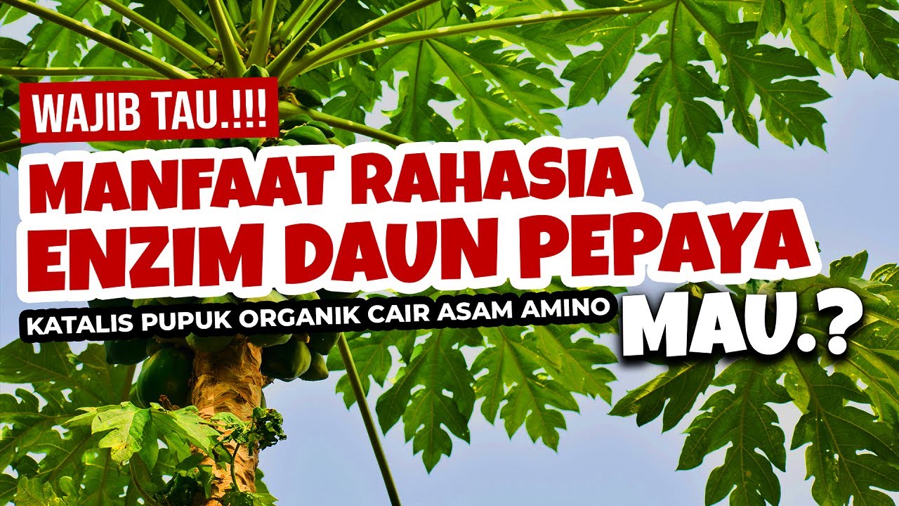 Jarang Diketahui..!!! MANFAAT RAHASIA ENZIM DAUN PEPAYA | KATALIS PEMBENAH TANAH & PUPUK ASAM AMINO
