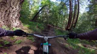 Cole train trail ucsc