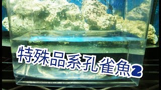 輕鬆養孔雀魚(日常水族)特殊品系孔雀魚別亂買魚會出問題