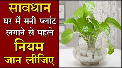 Money Plant & Vastu Tips : मनी प्लांट सही दिशा में नहीं लगाया तो होगा नुकसान