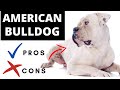 American Bulldog Pros And Cons - Should You REALLY Get An AAMERICAN BULLDOG?