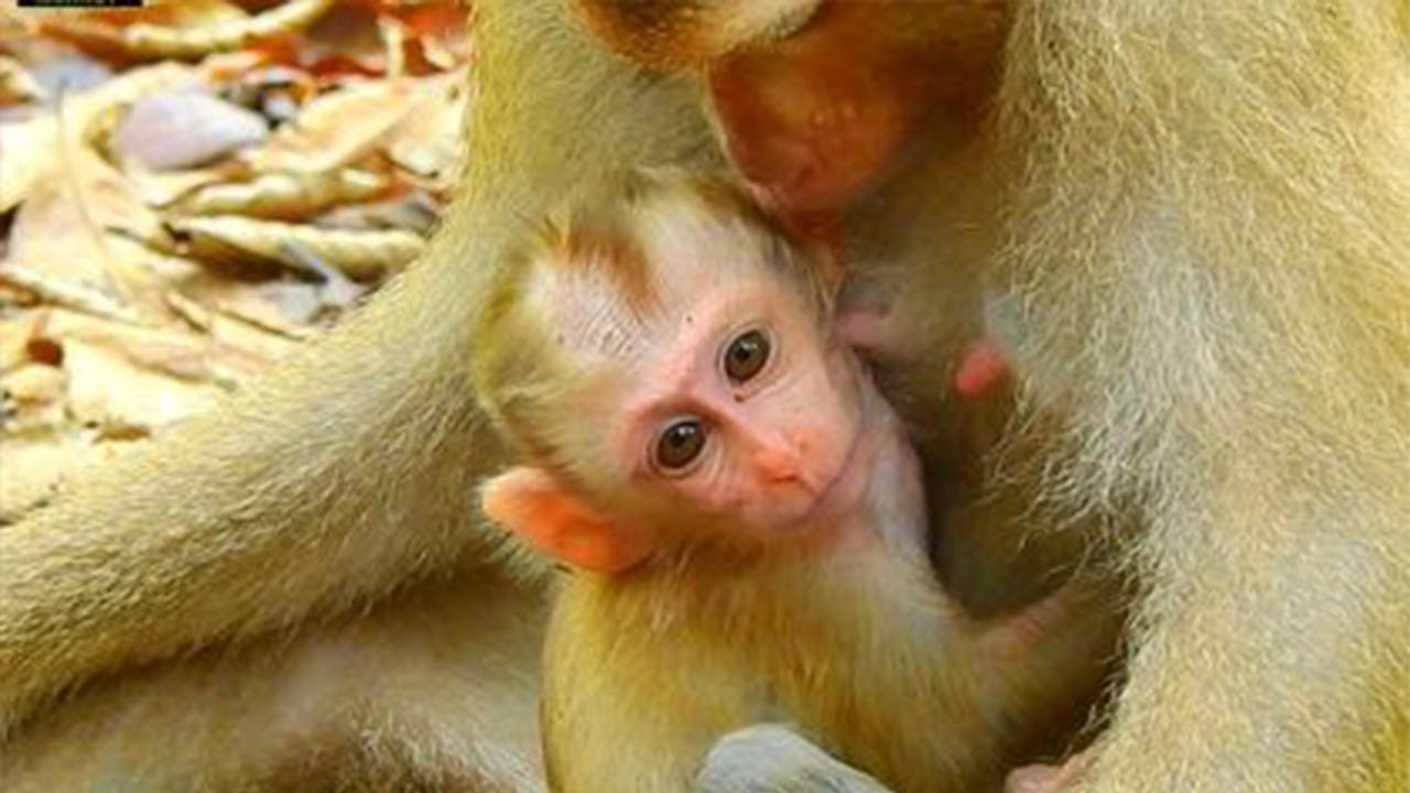 Really pity small monkey Lucie sadness with hungry nasty mom staring warning Comments